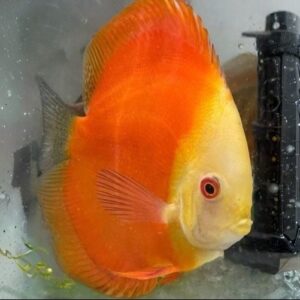 Tangerine Dream Discus