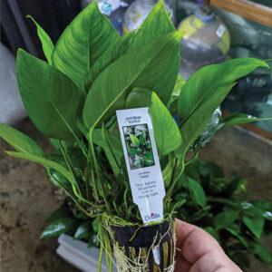 Grote Anubias Nangi - Geplante Aquatische Plant