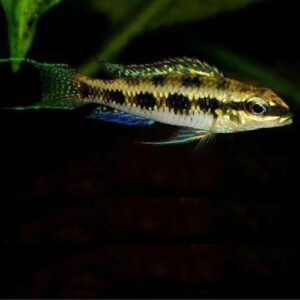 Lyretail Checkerboard Cichlid
