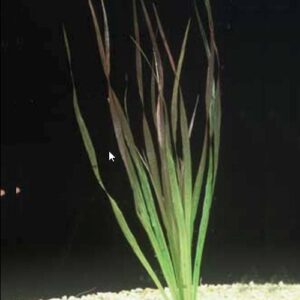 Bamboe Plant voor Discussvissen