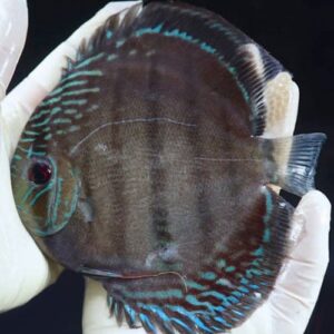 Batata Wild Discus 14-15 cm