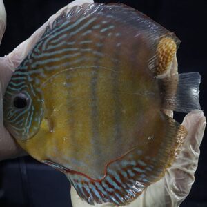 Giant Batata Wild Discus 17-19 cm