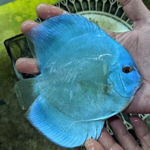 Blauwe Diamant Discussvis