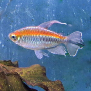Congo Tetras