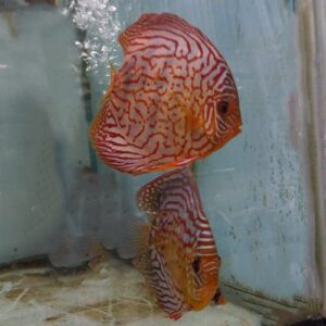 Kweekpaar Gestreepte Rode Discussvissen