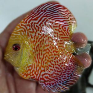 Fine Line Red Panda Discussvis