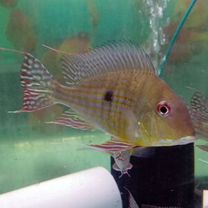 Geophagus Eartheater - Discussievissen Product