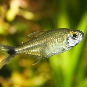 Gold Tetras Surinam