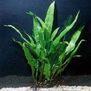 Java Fern - Perfecte Plant voor uw Discussvissen