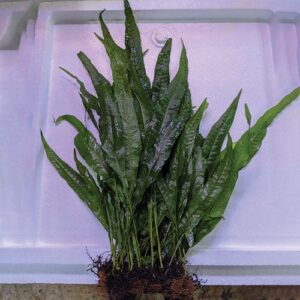 Java Fern Matt Plant voor Discussvissen