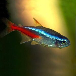 Jumbo Neon Tetras
