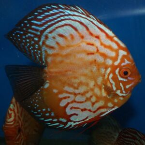 High Body Blue Panda Discus Vis