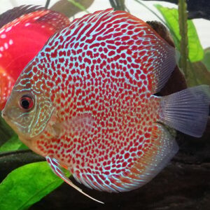 Leopard Discus Vis