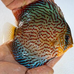 Leopard Turquoise Discus