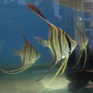 Atobabo Altums - Set van 15