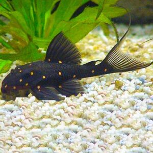 Mustard Spot Pleco LDA031