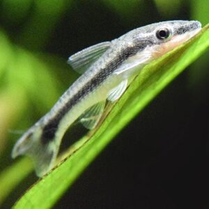 Oto Catfish Otocinclus