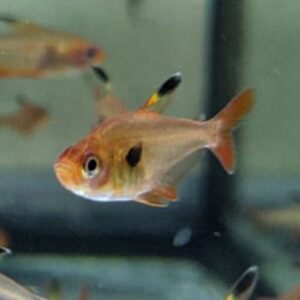 Red Phantom Tetras