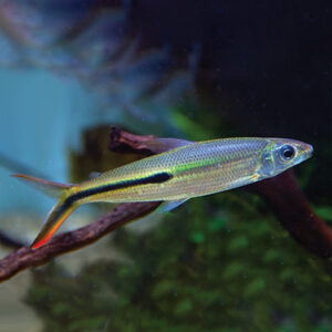 Red Tail Hemiodus Tetra Vis