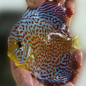 Ring Leopard Discus Vis