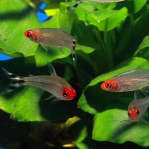 Rummy Neus Tetras