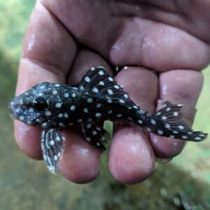 Snowball Plecos