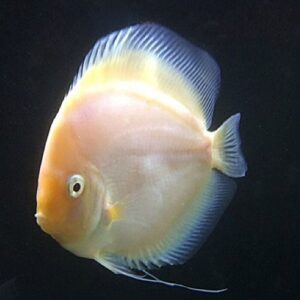 Snowflake Voeding voor Discussvissen