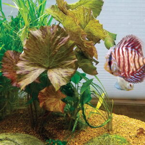 Tiger Lotus Nymphaea Zenkeri