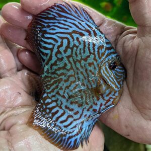 Tijger Turquoise Discus High Body