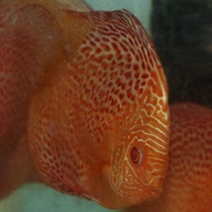 Gele Luipaard Snakeskin Discussvis